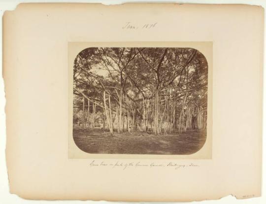 Gum Trees in Park of the Governor General, Buitenzorg, Java