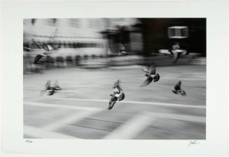 Pigeons in Flight at St. Marks Square