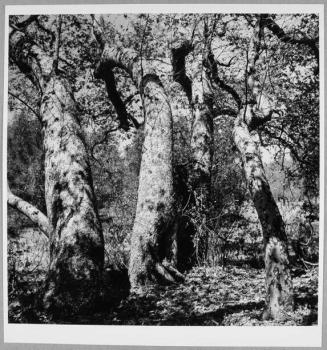 Sycamore Trees, Laguna Canyon