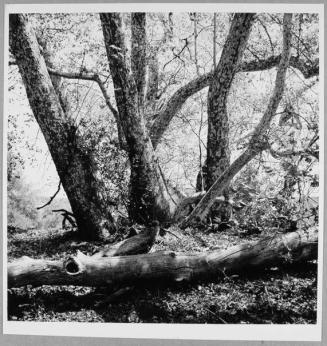 Sycamore Trees, Laguna Canyon