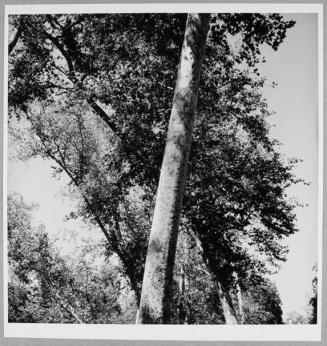 Sycamore Trees, Laguna Canyon