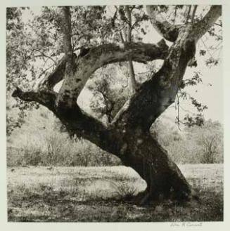 Sycamore Trees, Laguna Canyon