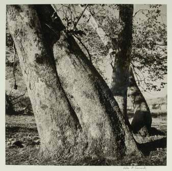 Sycamore Trees, Laguna Canyon