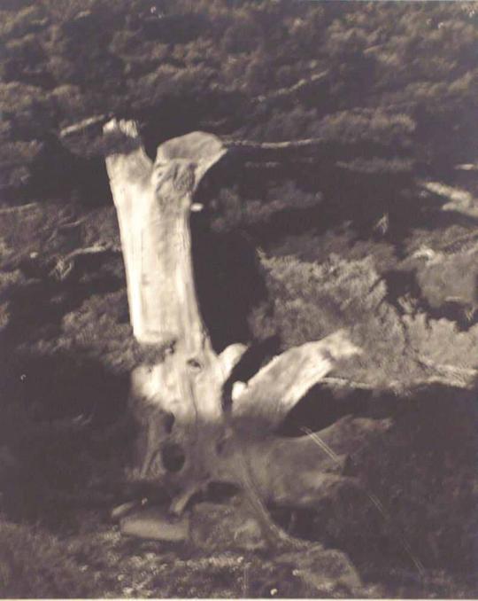 Tree, Point Lobos