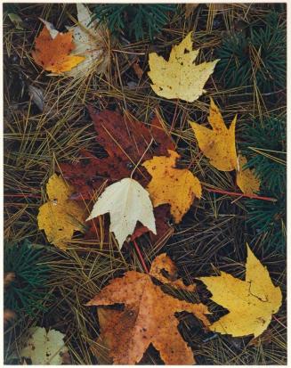 Maple leaves and pine needles, Tamworth, New Hampshire, from the series Intimate Landscapes