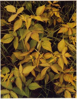 Raspberry leaves and grass, Great Spruce Head Island, Maine, from the series Intimate Landscapes