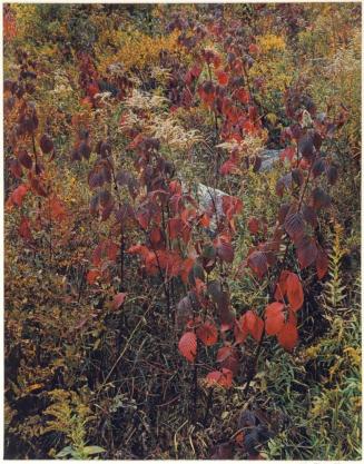 Blackberry bushes, Adirondack Park, New York, from the series Intimate Landscapes