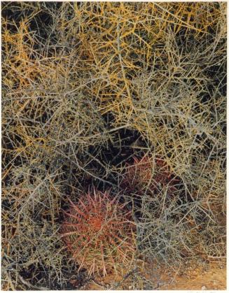 Red-spined cactus and lichen-covered branches, Near El Aquajito, Baja California, from the series Intimate Landscapes