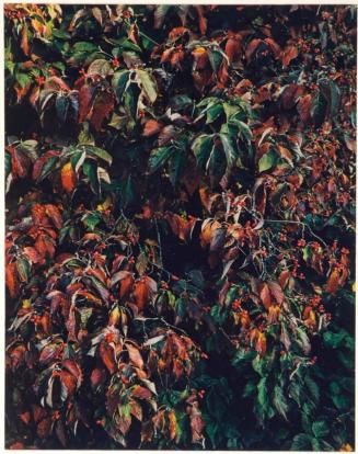 Dogwood berries off Foothills Parkway, Near Great Smoky Mountains National Park, Tennessee, from the series Intimate Landscapes