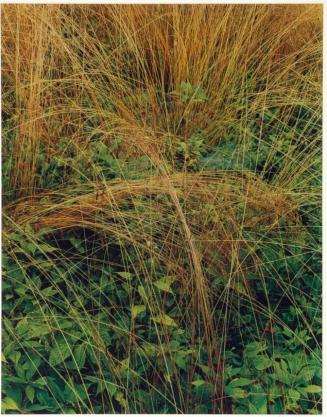 Long-stemmed grasses, Great Spruce Head Island, Maine, from the series Intimate Landscapes