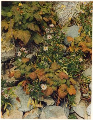 Asters and raspberries, Oak Island, Maine, from the series Intimate Landscapes
