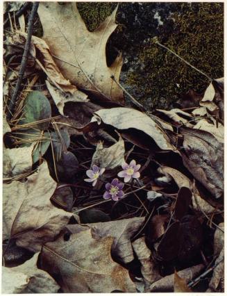 Hepaticas, Near Sheffield, Massachusetts, from the series Intimate Landscapes