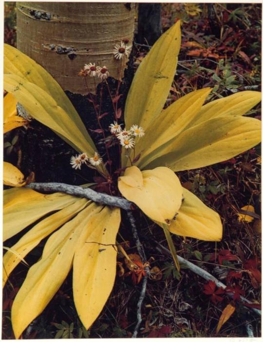 Aspen, yellow leaves, and asters, Sangre de Cristo Mountains, New Mexico, from the series Intimate Landscapes