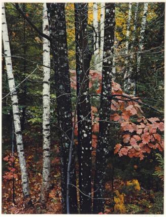 Trunks of maple and birch with oak leaves, Passaconaway Road, New Hampshire, from the series Intimate Landscapes
