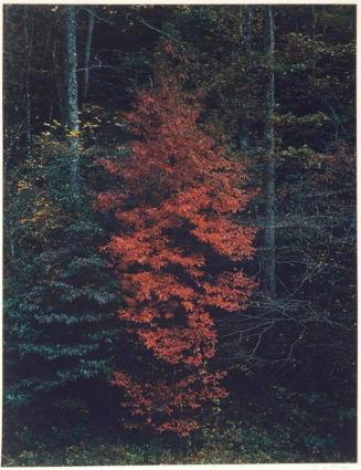 Red tree, Near Cade's Cove, Great Smoky Mountains National Park, Tennessee, from the series Intimate Landscapes