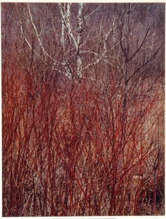 Red osier, Near Great Barrington, Massachusetts, from the series Intimate Landscapes