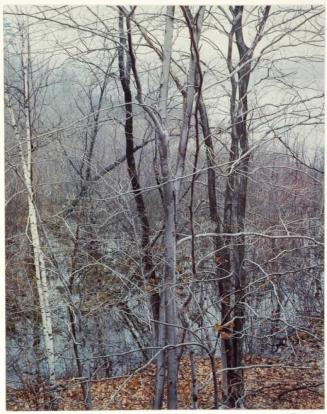 Trees and pond, Near Sherborn, Massachusetts, from the series Intimate Landscapes