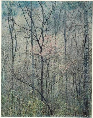 Redbud trees in bottomland, Near Red River Gorge, Kentucky, from the series Intimate Landscapes