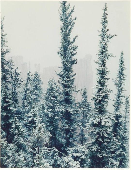 Rock spires and spruce trees, Bryce Canyon National Park, Utah, from the series Intimate Landscapes