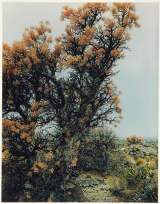 Elephant tree in bloom, Near El Mármol, Baja California, from the series Intimate Landscapes