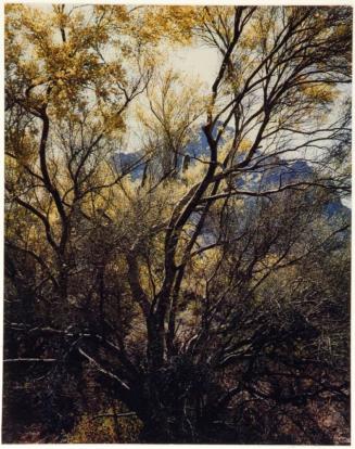 Trunks of the paloverde tree, Tucson Mountain Park, Arizona, from the series Intimate Landscapes