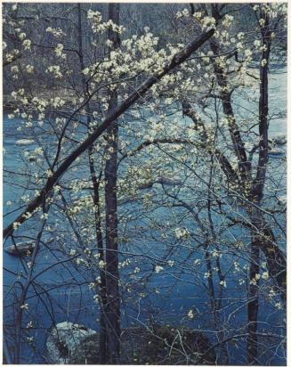Shadbush, Near Hillsborough, New Hampshire, from the series Intimate Landscapes