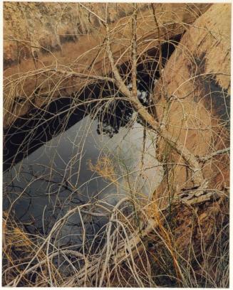 Dead tree and pool, Waterpocket Fold, Glen Canyon, Utah, from the series Intimate Landscapes