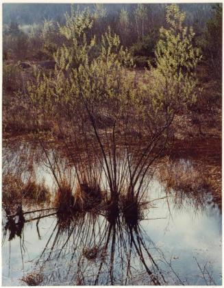 Willows in slough, Near Hillsborough, New Hampshire, from the series Intimate Landscapes