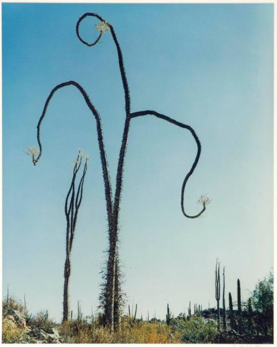 Cirio tree, Near Las Tres Vírgenes Volcano, near Mezquital, Baja California