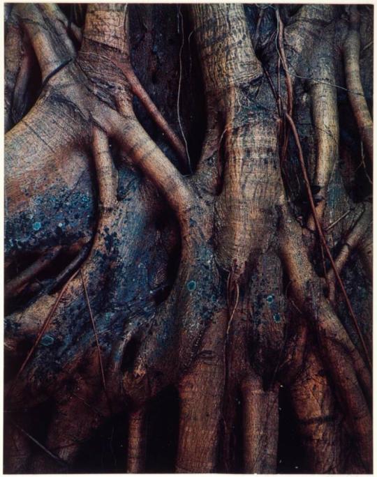 Roots of the strangler fig tree, Everglades National Park, Florida, from the series Intimate Landscapes
