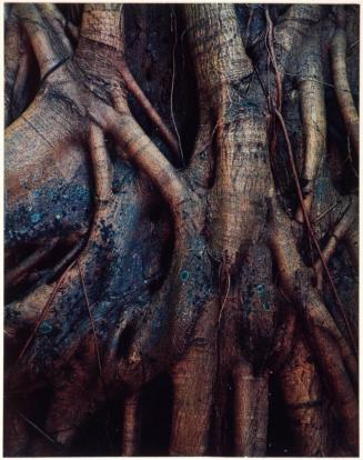 Roots of the strangler fig tree, Everglades National Park, Florida, from the series Intimate Landscapes