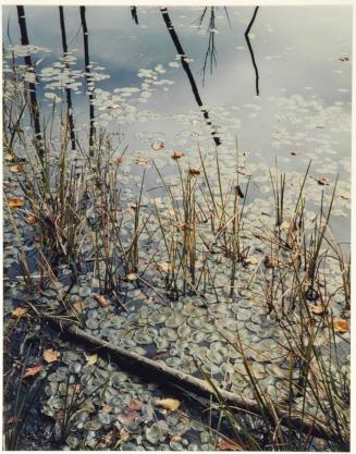 Pond with marsh grass and lily pads, Madison, New Hampshire, from the series Intimate Landscapes
