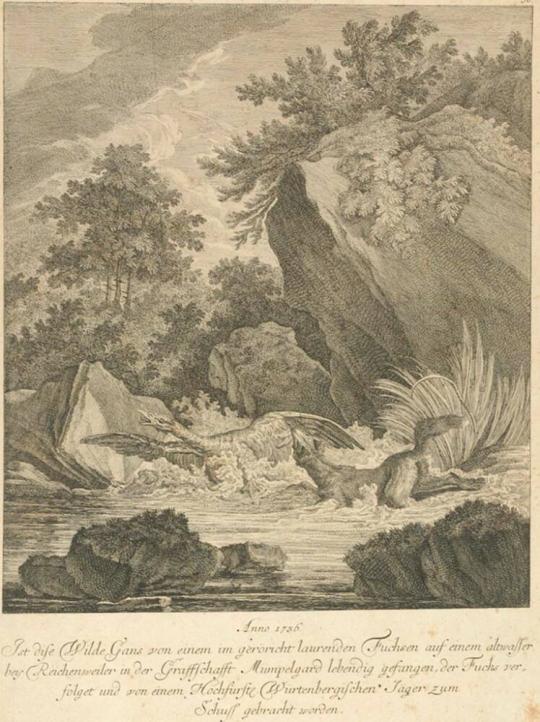 ANNO 1736 Ist dise Wilde Gans von einem geroricht lauernden Fuchsen auf einem altwasser… (Is this Wild Goose from a fox that lives in the roar on an old water...)