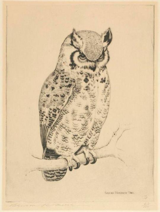 The Great Horned Owl