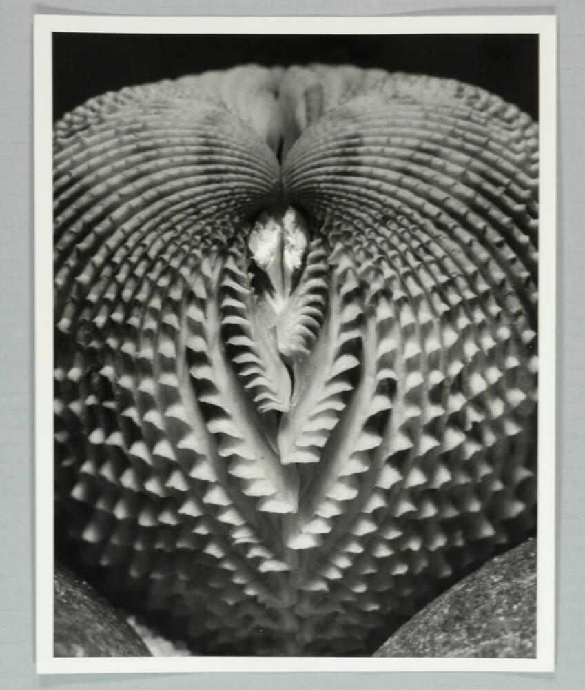 Untitled | All Works | The MFAH Collections