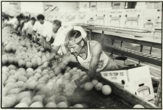 Packing Cantaloupe