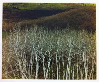 White Aspen and Hillside, Near Steamboat Springs, Colorado