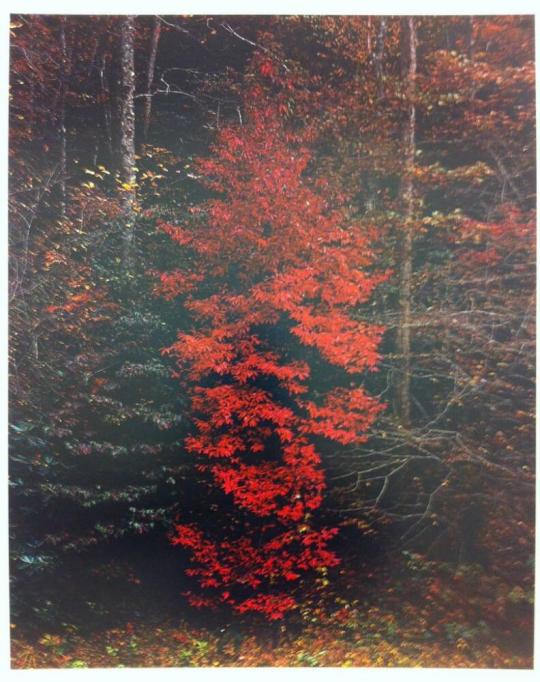 Red Trees near Cades Cove