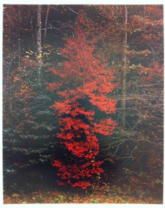 Red Trees near Cades Cove