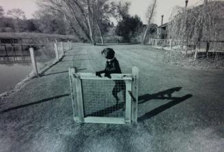 Gate and Guard Dog