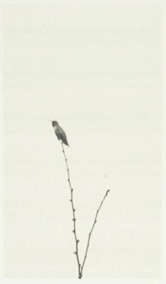 Bird on Tree (Hummingbird), San Francisco