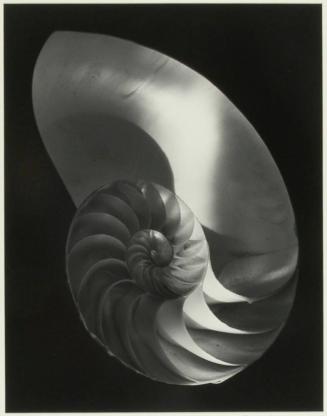 Nautilus Shell, Ipswich, Mass