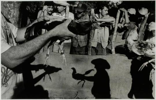 Cockfighting, Cuba