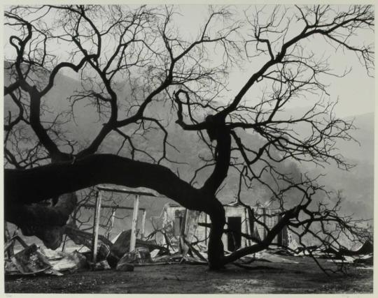 Fallen Oak and Shed, Rustic Canyon,  Plate I