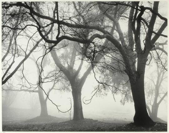 Oak Grove in Fog, La Sierra Canyon