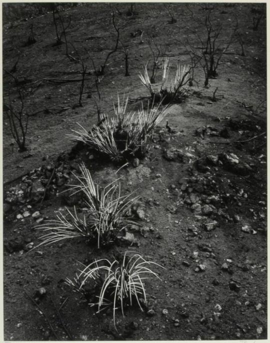 Burned Yuccas on Hillside