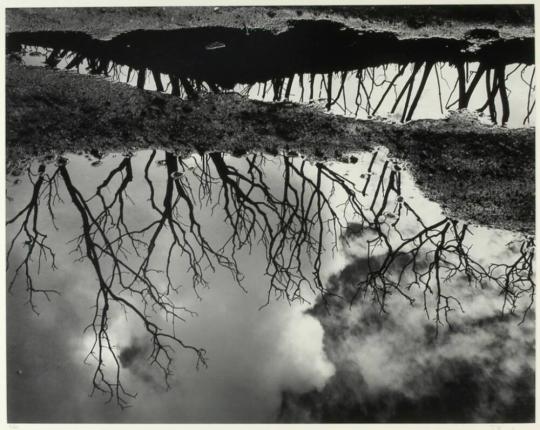 Reflections, Lobo Canyon