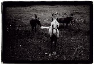 Horses