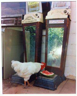 Rooster at Whispering Pines