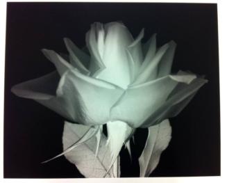 Rose 1
